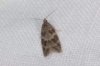 Cnephasia communana
