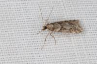 Eudonia angustea