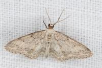 Eupithecia intricata