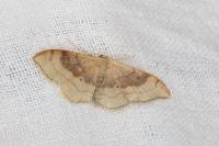 Idaea degeneraria