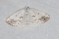 Lomographa temerata