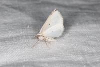 Lomographa temerata