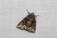Oligia strigilis/versicolor