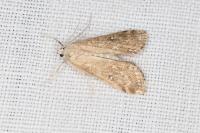 Parapoynx stratiotata