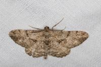 Peribatodes rhomboidaria