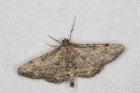 Peribatodes rhomboidaria