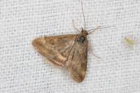 Pyrausta despicata