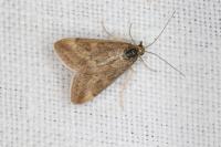 Pyrausta despicata