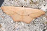 Scopula imitaria