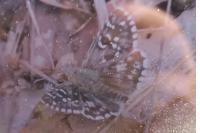 Pyrgus armoricanus