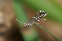 Glyphipterix forsterella