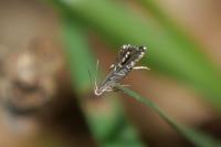 Glyphipterix forsterella