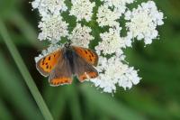 Lycaena phlaeas