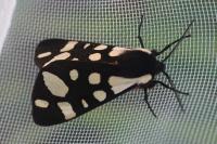 Arctia villica