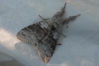 Calliteara pudibunda