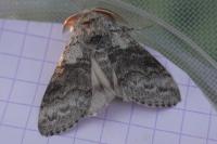 Calliteara pudibunda