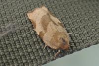 Choristoneura hebenstreitella