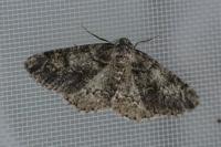 Cleorodes lichenaria