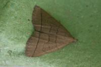 Herminia tarsipennalis