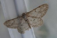 Hypomecis punctinalis