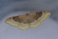 Idaea degeneraria