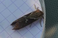 Korscheltellus lupulinus