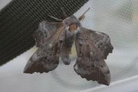 Laothoe populi
