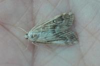 Parapoynx stratiotata