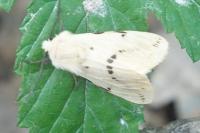 Spilarctia lutea