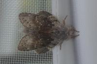 Stauropus fagi
