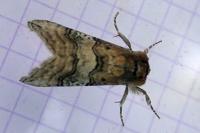 Tethea ocularis