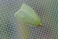 Tortrix viridana
