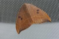 Watsonalla binaria