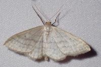 Idaea subsericeata