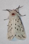 Spilosoma lubricipeda