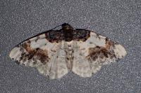 Ligdia adustata