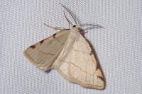 Stegania trimaculata