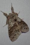 Calliteara pudibunda