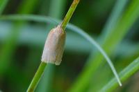 Clepsis unicolorana