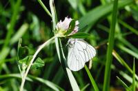 Aporia crataegi