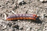 Cossus cossus