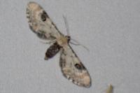 Eupithecia centaureata