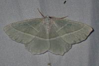 Campaea margaritaria