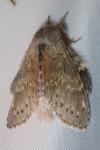 Stauropus fagi