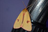 Diacrisia sannio