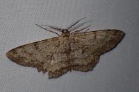 Hypomecis punctinalis