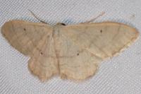 Idaea straminata
