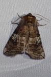 Tethea ocularis
