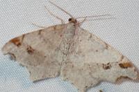 Macaria alternata