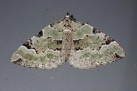 Colostygia pectinataria